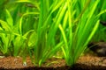 Vallisneria gigantea freshwater aquatic plants in a fish tank with blurred background