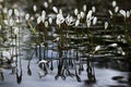 Vallisneria spiralis aquar plant reflection blooming at the natu