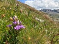 Flower along the Vallon of Rechy in the Swiss Alps