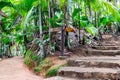 VallÃÂ©e de Mai Nature Reserve, stone steps trail through ancient rainforest with palm trees, Praslin, Seychelles.