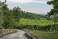 Valpolicella Vineyards in Veneto, Italy Royalty Free Stock Photo