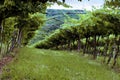 Valpolicella Vineyards in Veneto, Italy at Sunset Royalty Free Stock Photo