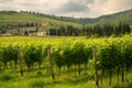 Valpolicella wine producing region by Verona, Veneto, Italy. Vineyard by thunderstorm Royalty Free Stock Photo