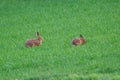 Valuable game animal grazing on a green lawn, mammal hare of the lagomorph order, Lepus europaeus eats young rapeseed plants,