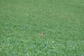 Valuable game animal grazing on a green lawn, mammal hare of the lagomorph order, Lepus europaeus eats young rapeseed plants,