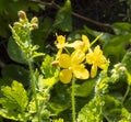 Valuable medicinal plant celandine