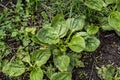 Valuable medicinal plant. Gardening. Green leaves, bushes. Plantain. Plantago Major, a perennial herb of the family Plantagenaceae