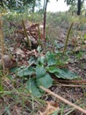 Valuable medicinal plant. Gardening. Green leaves, bushes. Plantain. Plantago Major, a perennial herb of the family