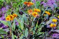 The valuable medicinal plant inula helenium grows in the wild