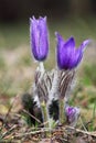 Valuable purple flower