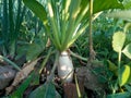 Value cultivation in village land. Closeup image of radish stem. Green glossy radish leaves