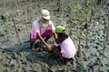 Volunteer family working on plant young mangroves trees.