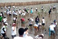 Thai Volunteer working on plant young mangroves trees.