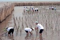 Thai Volunteer working on plant young mangroves trees.