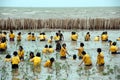 Thai students Volunteer working on plant young mangroves trees.