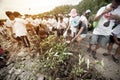 Thai Volunteer working on plant young mangroves trees.