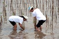 Thai Volunteer working on plant young mangroves trees.