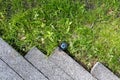 The valve of the automatic irrigation system at the border of the sidewalk and the green lawn