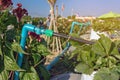 Valves drip irrigation system in organic strawberry farm. Watering plants system in garden. Sprinkler watering valve for watering Royalty Free Stock Photo