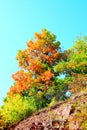 red autumn tree on a limestone cliff Royalty Free Stock Photo