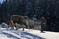 Lumberjacks guiding his two oxen to pull the tree