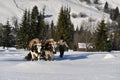 Lumberjacks guiding his two oxen to pull the tree