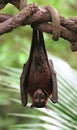 Vampire Bat Royalty Free Stock Photo