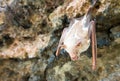 Vampire bat are sleeping in the cave hanging