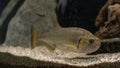 The Vampire Fish Hydrolicus armatus, One Of The WorldÃ¢â¬â¢s Scariest Freshwater Predators