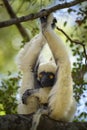 Van Der Decken`s Sifaka - Propithecus deckenii