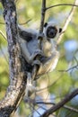 Van Der Decken`s Sifaka - Propithecus deckenii