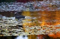 Van Dusen Duck in Water Reflections Royalty Free Stock Photo