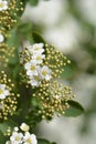Van Houttes spiraea Royalty Free Stock Photo