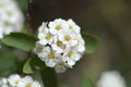 Van Houttes spiraea Royalty Free Stock Photo