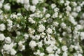 Van Houttes spiraea Royalty Free Stock Photo