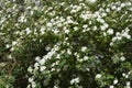 Van Houttes spiraea Royalty Free Stock Photo