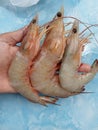 Vanammei shrimp is a type of sea shrimp whose natural habitat is in the bottom area with a depth of 72 meters.