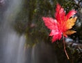 Vanchin river. Autumn. Red leaf 2. Royalty Free Stock Photo