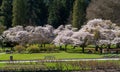 Stanley Park cherry blossoms. Vancouver, BC, Canada.