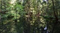 The River Regional Park in North Vancouver, Capilano is famouse for Suspension Bridge Royalty Free Stock Photo