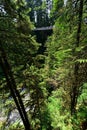 Visitors exploring the Capilano Suspension Bridge park in North Vancouver, Capilano Suspension Bridge is 460 feet long