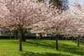 VANCOUVER, CANADA - APRIL 06, 2020: Cherry trees with fresh pink flowers in spring in city center