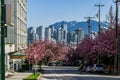 VANCOUVER, CANADA - April 26 2018: street with Cherry Blossoms in Vancouver BC Canada. Royalty Free Stock Photo