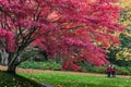 VANCOUVER, CANADA - OCTOBER 27, 2019: nig red autumn tree in Stanley park Royalty Free Stock Photo