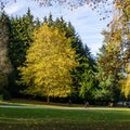 VANCOUVER, CANADA - OCTOBER 27, 2019: yellow autumn tree in Stanley park Royalty Free Stock Photo