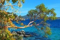 Arbutus Tree above the Clear Waters of Beecher Bay, East Sooke Regional Park, Southern Vancouver Island, British Columbia