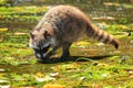 Vancouver Island Raccoon Washing its Food at a Seaweed-covered Beach, Princess Margaret Island, Gulf Islands National Park, BC