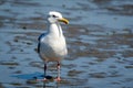 Vancouver seagull Royalty Free Stock Photo