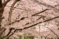 Vancouver Spring Cherry Blossoms.Canada Royalty Free Stock Photo