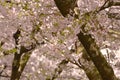 Vancouver Spring Cherry Blossoms.Canada Royalty Free Stock Photo